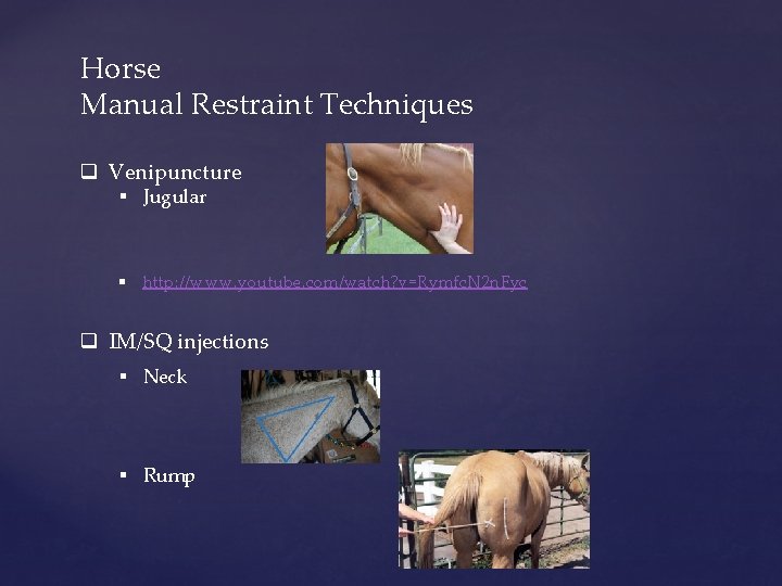 Horse Manual Restraint Techniques q Venipuncture § Jugular § http: //www. youtube. com/watch? v=Rymfc.