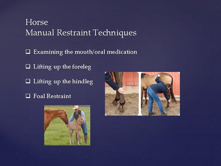 Horse Manual Restraint Techniques q Examining the mouth/oral medication q Lifting up the foreleg
