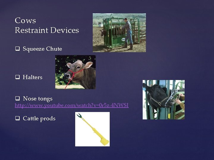 Cows Restraint Devices q Squeeze Chute q Halters q Nose tongs http: //www. youtube.