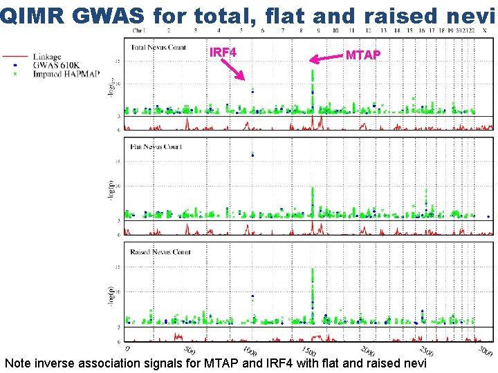 QIMR GWAS for total, flat and raised nevi IRF 4 MTAP Note inverse association