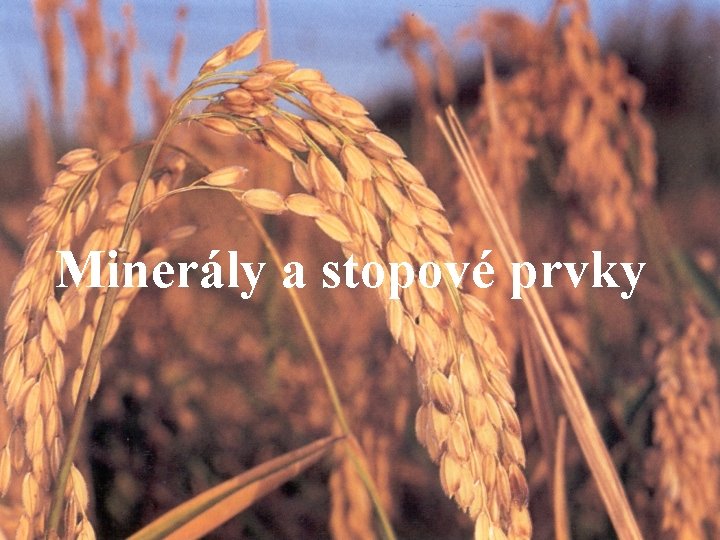 Minerály a stopové prvky 