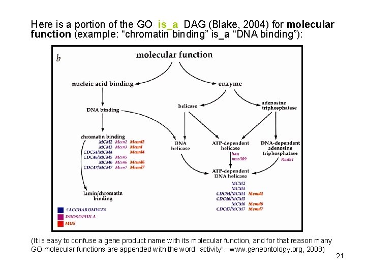 Here is a portion of the GO is_a DAG (Blake, 2004) for molecular function Here is a portion of the GO is_a DAG (Blake, 2004) for molecular function