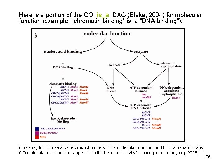Here is a portion of the GO is_a DAG (Blake, 2004) for molecular function Here is a portion of the GO is_a DAG (Blake, 2004) for molecular function