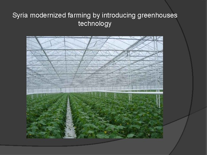 Syria modernized farming by introducing greenhouses technology 