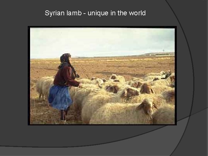 Syrian lamb - unique in the world 