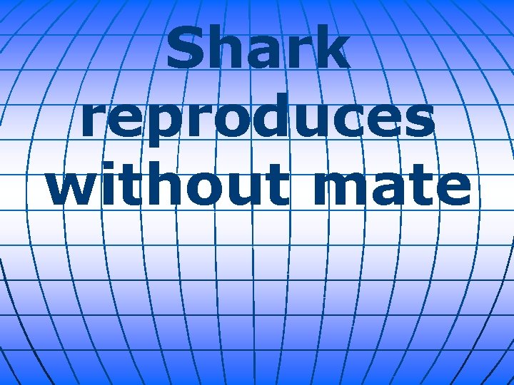 Shark reproduces without mate 