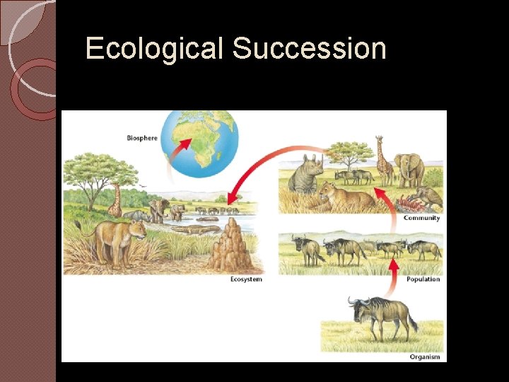 Ecological Succession 