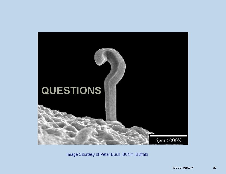 QUESTIONS Image Courtesy of Peter Bush, SUNY, Buffalo MJS QLF 3/21/2013 20 