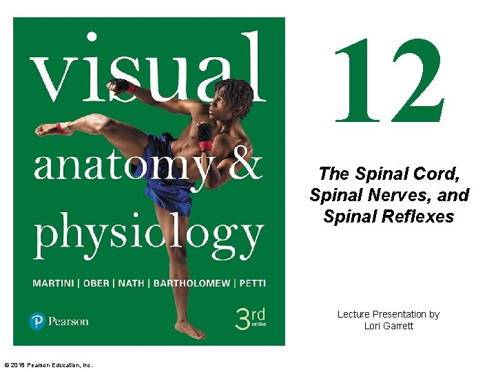 12 The Spinal Cord, Spinal Nerves, and Spinal Reflexes Lecture Presentation by Lori Garrett