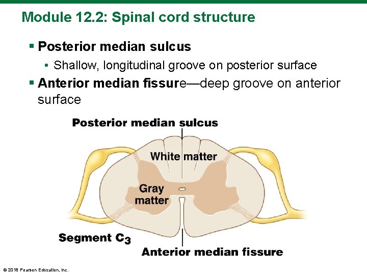 Module 12. 2: Spinal cord structure § Posterior median sulcus • Shallow, longitudinal groove