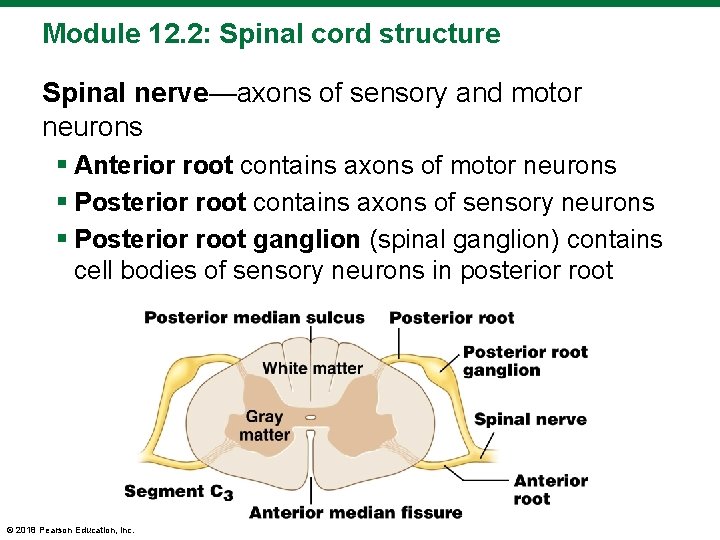 Module 12. 2: Spinal cord structure Spinal nerve—axons of sensory and motor neurons §