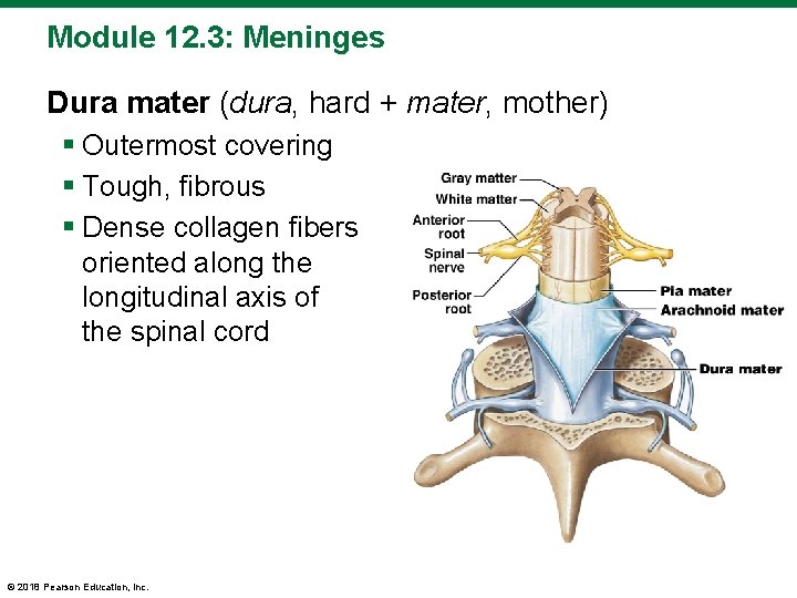 Module 12. 3: Meninges Dura mater (dura, hard + mater, mother) § Outermost covering