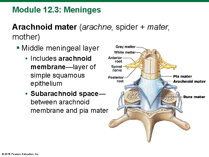 Module 12. 3: Meninges Arachnoid mater (arachne, spider + mater, mother) § Middle meningeal