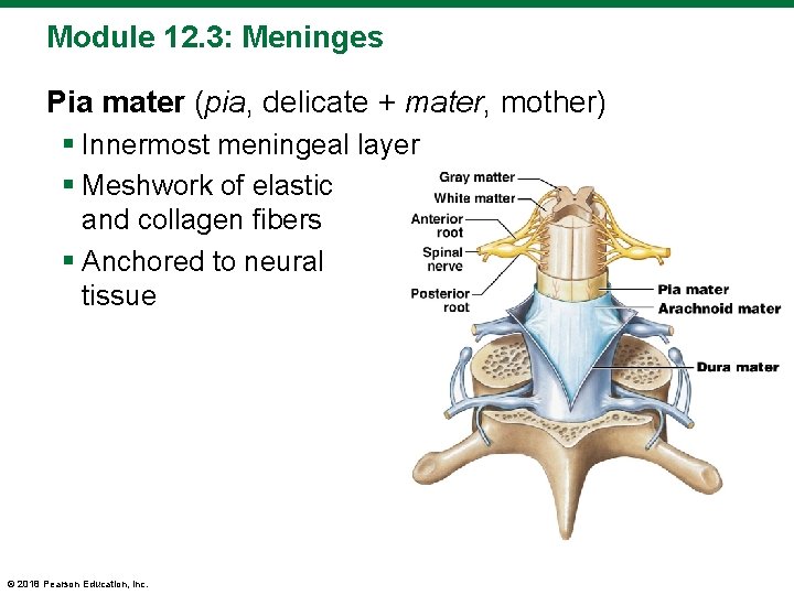 Module 12. 3: Meninges Pia mater (pia, delicate + mater, mother) § Innermost meningeal