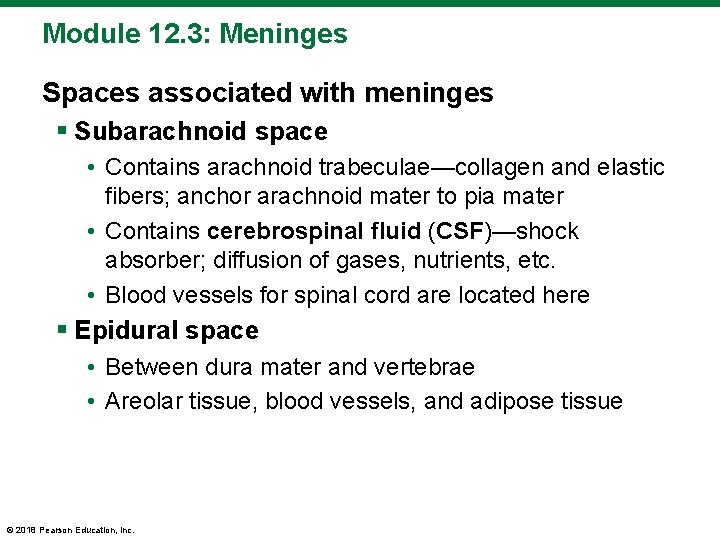 Module 12. 3: Meninges Spaces associated with meninges § Subarachnoid space • Contains arachnoid