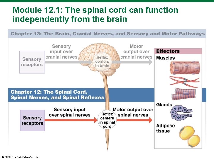 Module 12. 1: The spinal cord can function independently from the brain © 2018