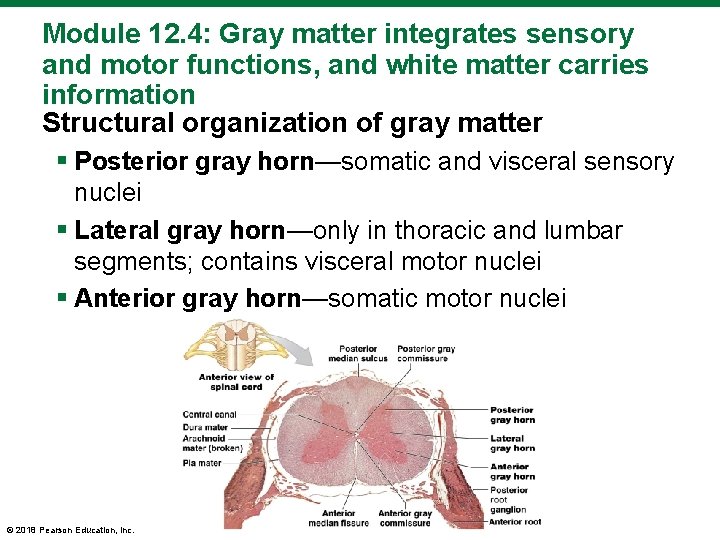 Module 12. 4: Gray matter integrates sensory and motor functions, and white matter carries