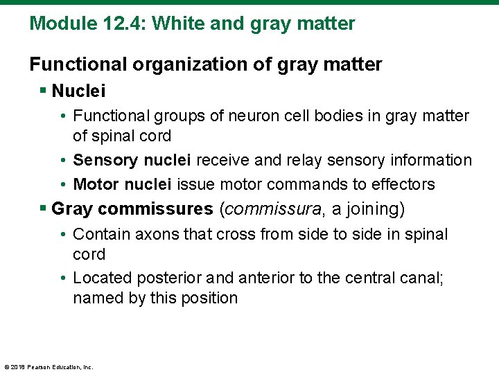 Module 12. 4: White and gray matter Functional organization of gray matter § Nuclei