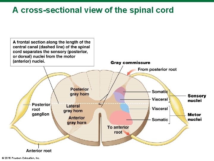 A cross-sectional view of the spinal cord © 2018 Pearson Education, Inc. 