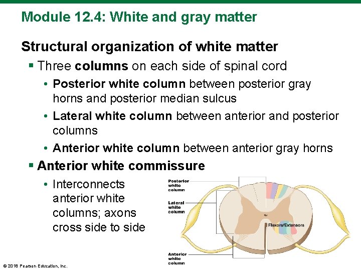 Module 12. 4: White and gray matter Structural organization of white matter § Three