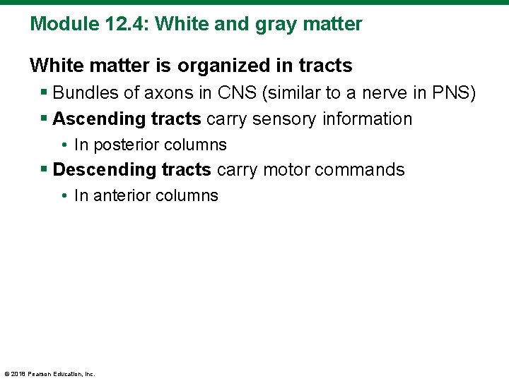 Module 12. 4: White and gray matter White matter is organized in tracts §