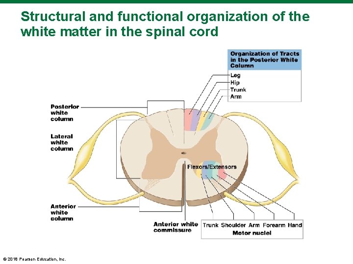 Structural and functional organization of the white matter in the spinal cord © 2018