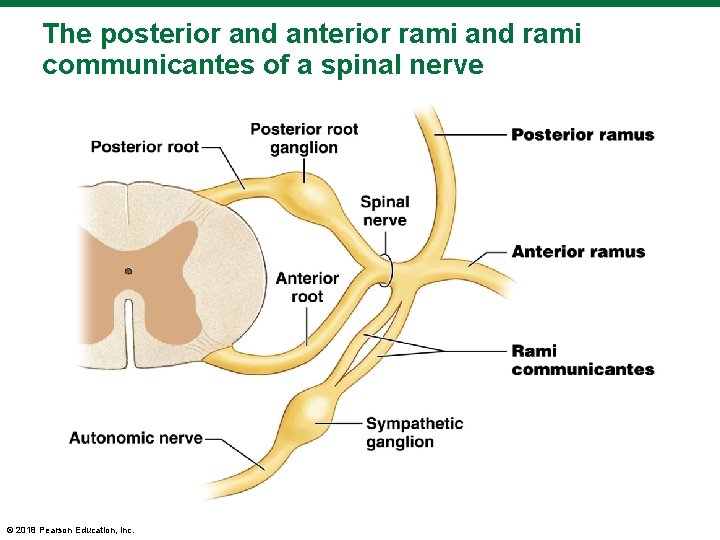 The posterior and anterior rami and rami communicantes of a spinal nerve © 2018