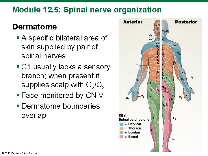 Module 12. 5: Spinal nerve organization Dermatome § A specific bilateral area of skin