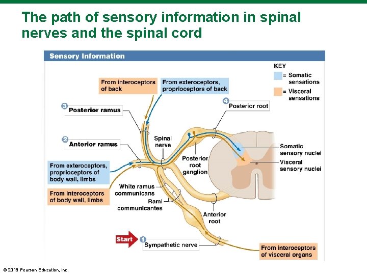 The path of sensory information in spinal nerves and the spinal cord © 2018