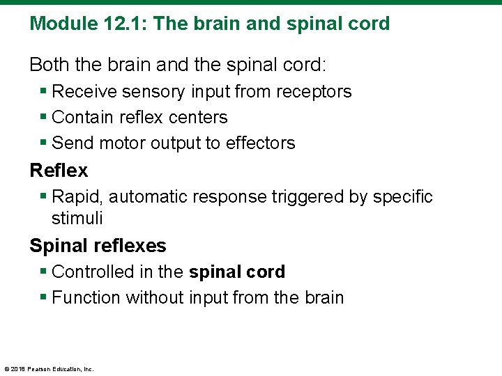 Module 12. 1: The brain and spinal cord Both the brain and the spinal