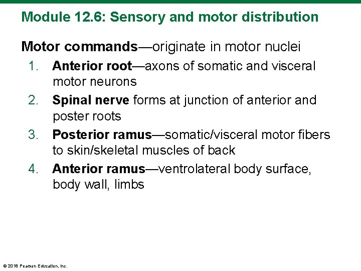 Module 12. 6: Sensory and motor distribution Motor commands—originate in motor nuclei 1. Anterior