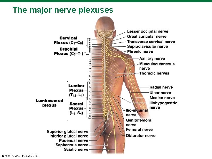 The major nerve plexuses © 2018 Pearson Education, Inc. 
