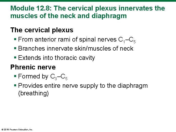 Module 12. 8: The cervical plexus innervates the muscles of the neck and diaphragm