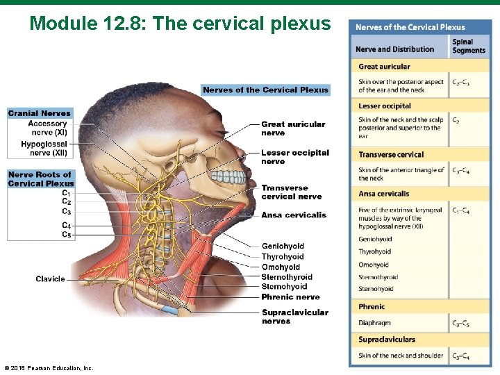 Module 12. 8: The cervical plexus © 2018 Pearson Education, Inc. 