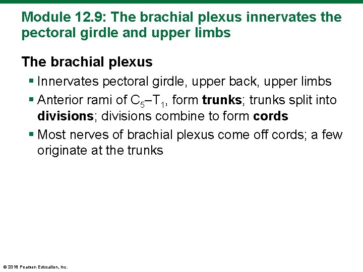 Module 12. 9: The brachial plexus innervates the pectoral girdle and upper limbs The