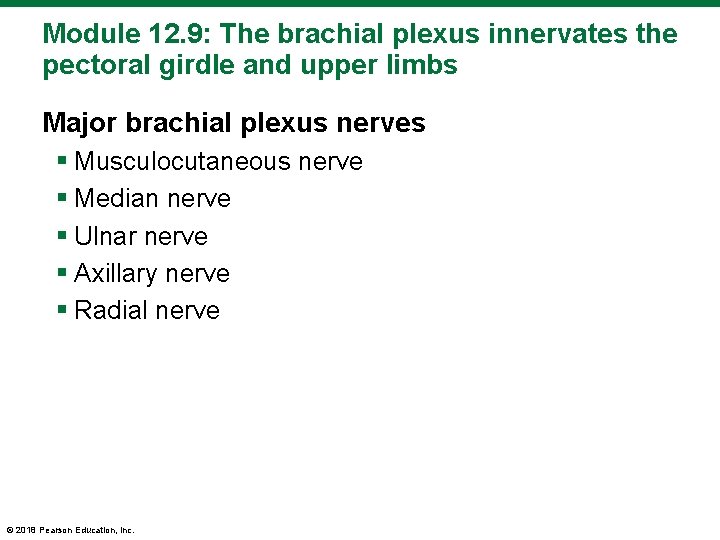 Module 12. 9: The brachial plexus innervates the pectoral girdle and upper limbs Major