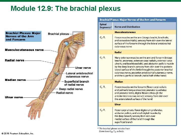 Module 12. 9: The brachial plexus © 2018 Pearson Education, Inc. 