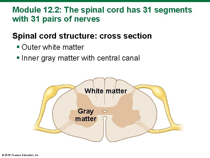 Module 12. 2: The spinal cord has 31 segments with 31 pairs of nerves