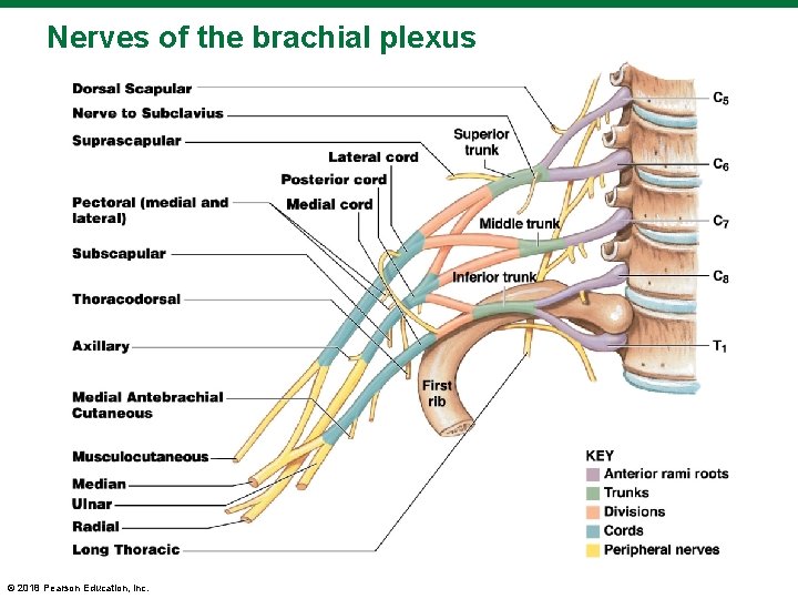 Nerves of the brachial plexus © 2018 Pearson Education, Inc. 