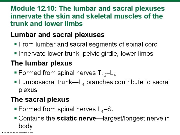 Module 12. 10: The lumbar and sacral plexuses innervate the skin and skeletal muscles