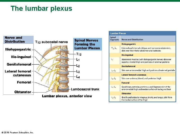 The lumbar plexus © 2018 Pearson Education, Inc. 