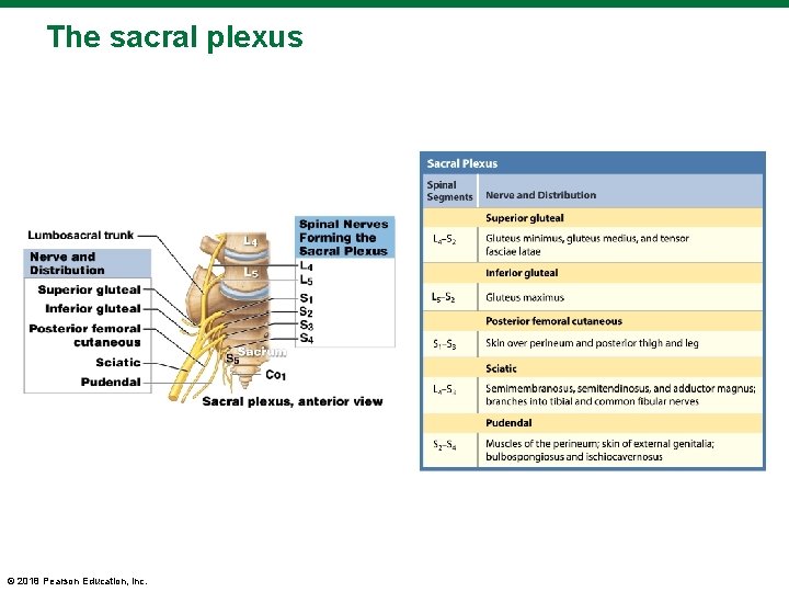 The sacral plexus © 2018 Pearson Education, Inc. 