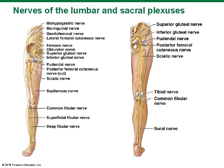 Nerves of the lumbar and sacral plexuses © 2018 Pearson Education, Inc. 