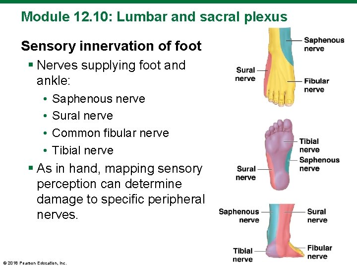 Module 12. 10: Lumbar and sacral plexus Sensory innervation of foot § Nerves supplying