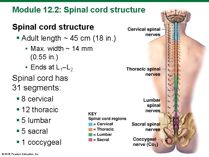Module 12. 2: Spinal cord structure § Adult length ~ 45 cm (18 in.