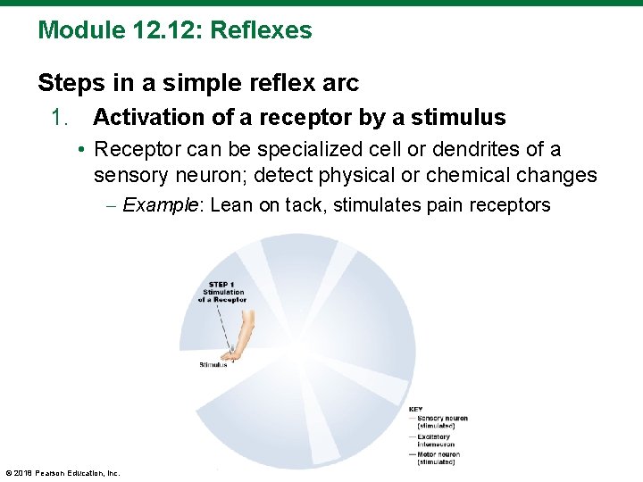 Module 12. 12: Reflexes Steps in a simple reflex arc 1. Activation of a