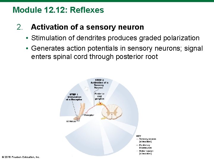 Module 12. 12: Reflexes 2. Activation of a sensory neuron • Stimulation of dendrites