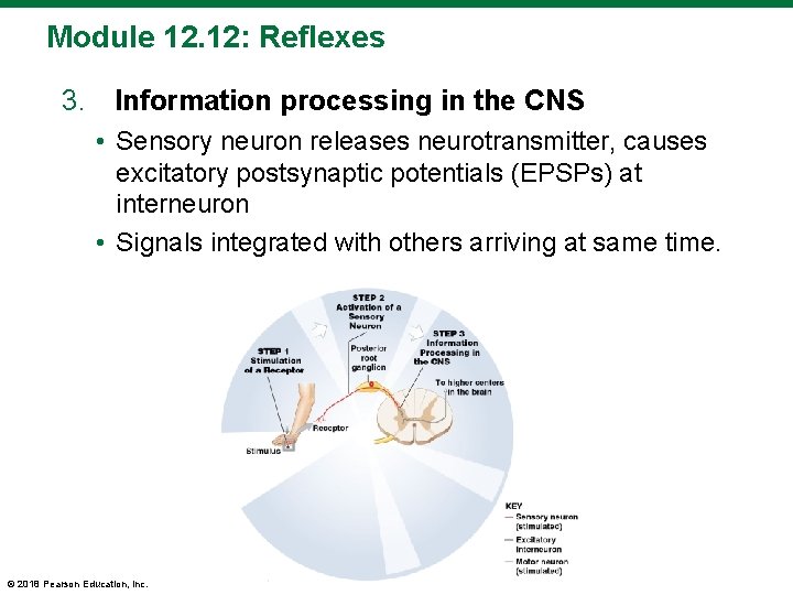 Module 12. 12: Reflexes 3. Information processing in the CNS • Sensory neuron releases