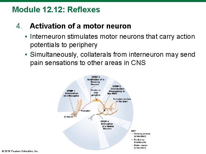 Module 12. 12: Reflexes 4. Activation of a motor neuron • Interneuron stimulates motor