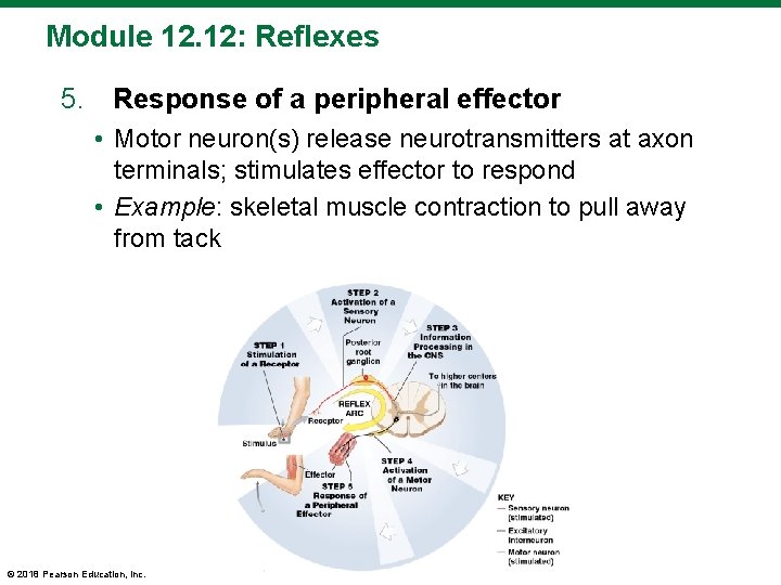 Module 12. 12: Reflexes 5. Response of a peripheral effector • Motor neuron(s) release